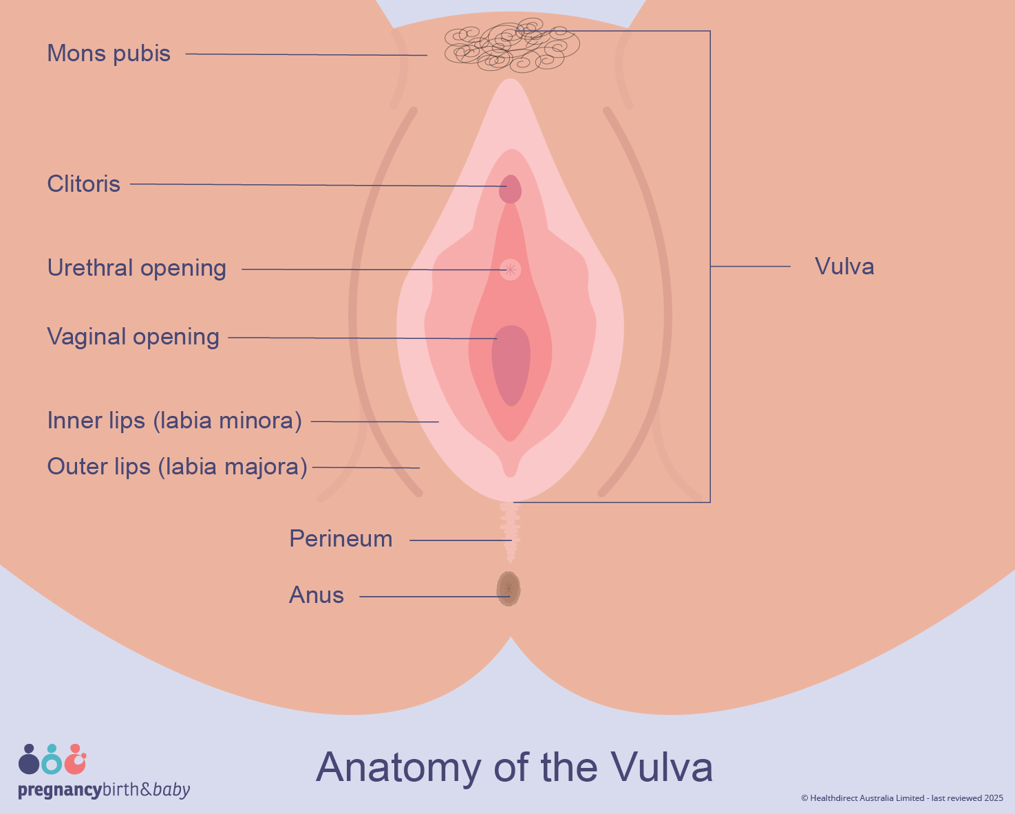 Illustration showing the anatomy of the vulva