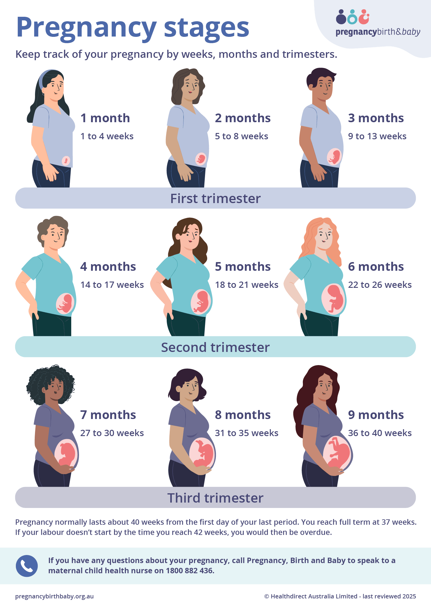 Infographic on the stages of pregnancy in weeks, months and trimesters.