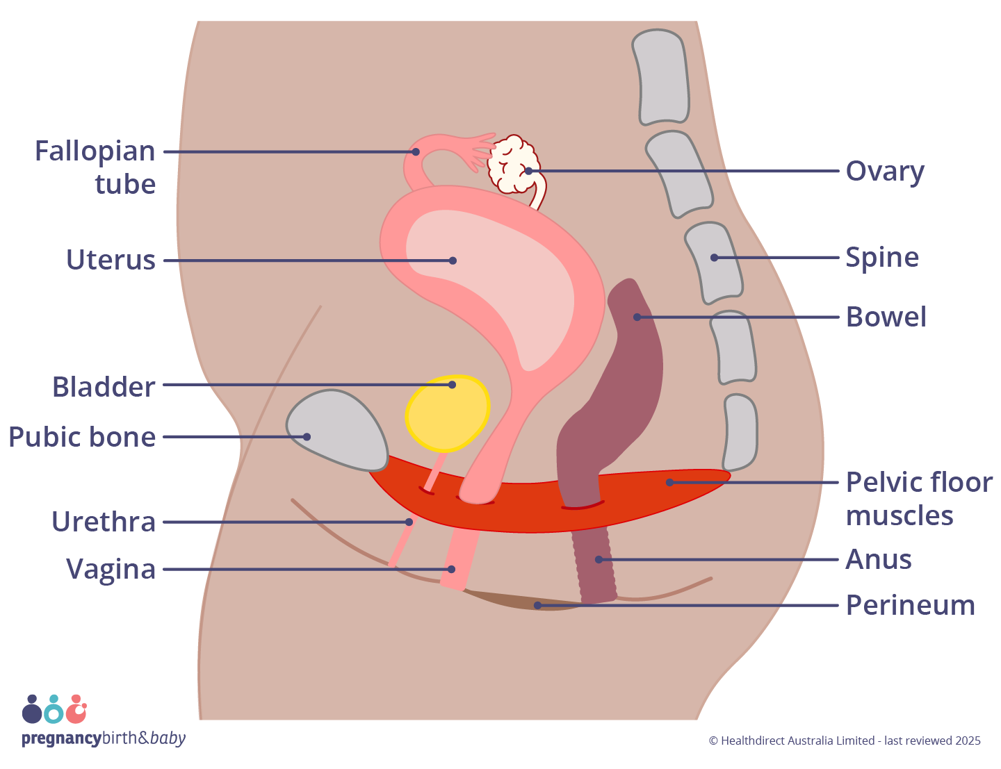 Illustration of the female pelvic anatomy. The pelvic floor muscles form a supportive base for the pelvic organs. The bladder is positioned at the front, with the uterus and bowel behind it. The pubic bone is visible at the front of the pelvis, and the spine at the back.