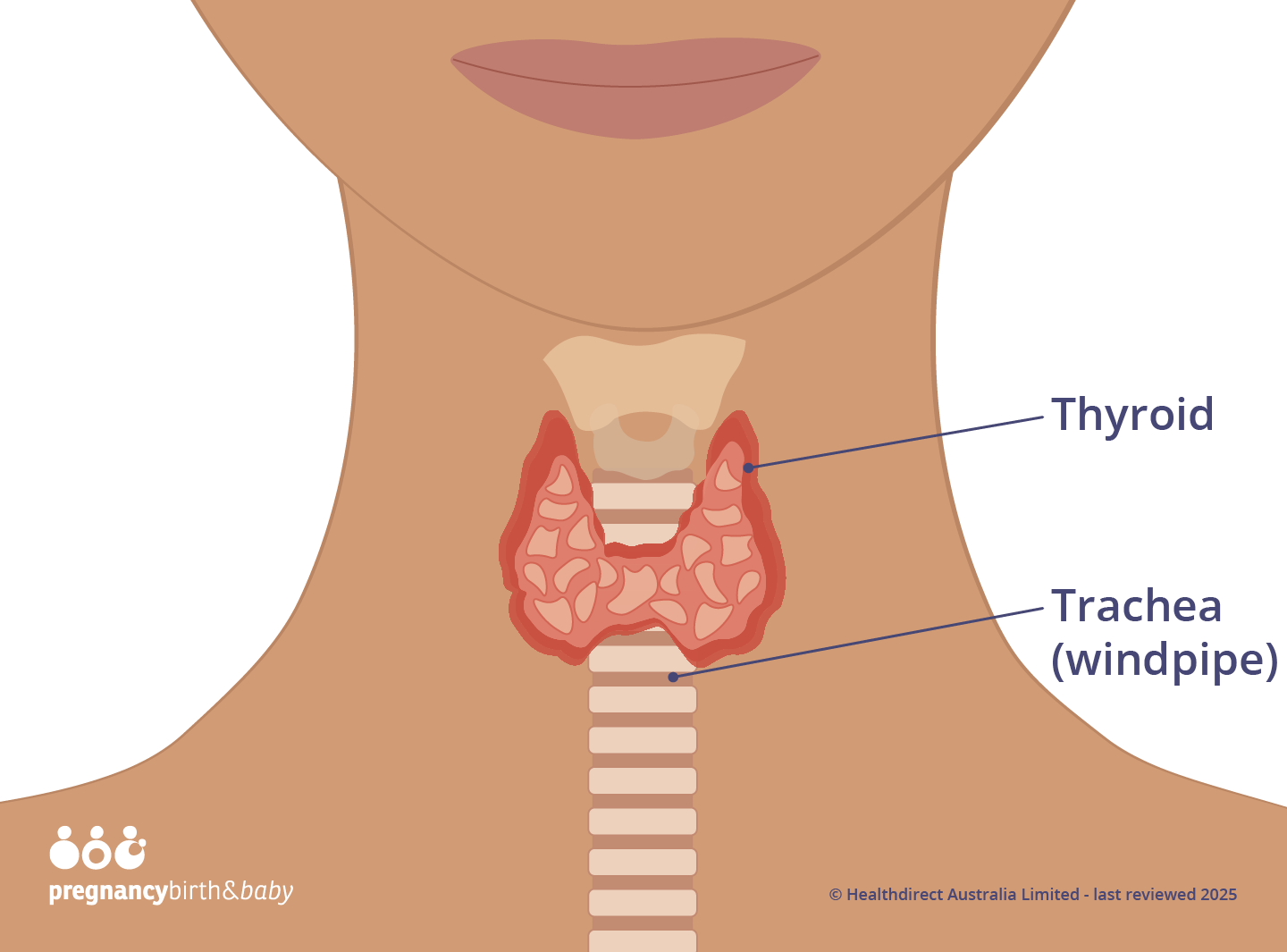 Illustration showing the location of the thyroid gland in the neck