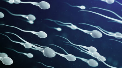 How Long Does The Sperm Live In A Woman's Body