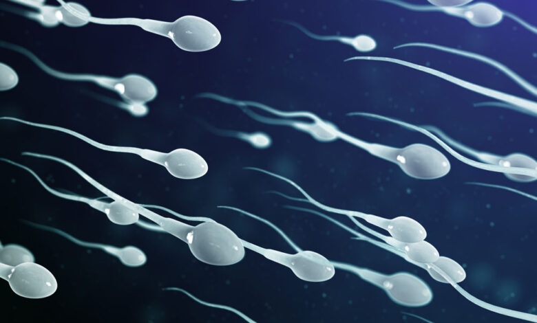 How Long Does The Sperm Live In A Woman's Body