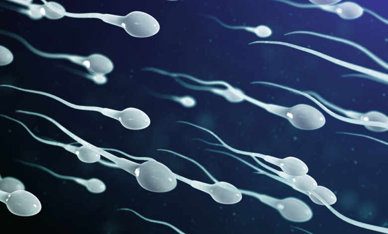 How Long Does Sperm Live In A Wonan 780x470 