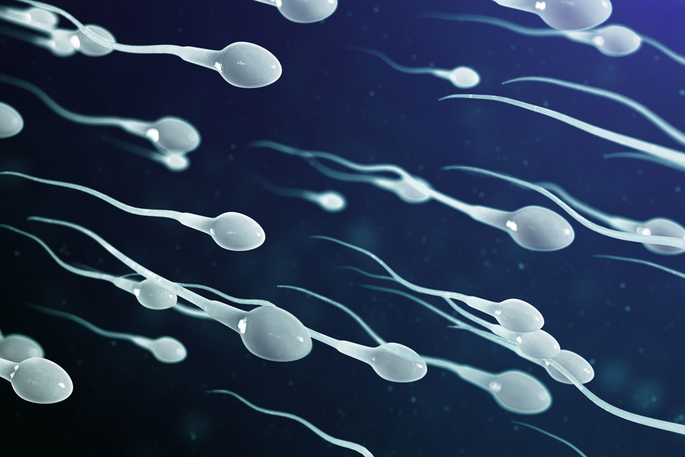 How Long Does The Sperm Live In A Woman's Body