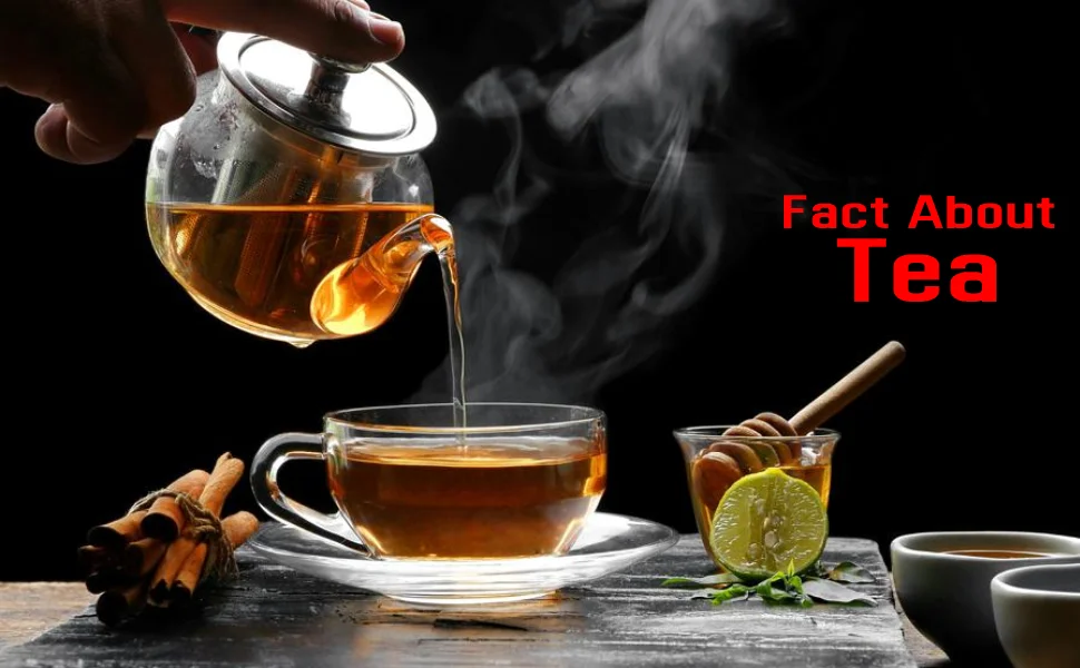 facts about tea