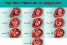 the first trimester of pregnancy