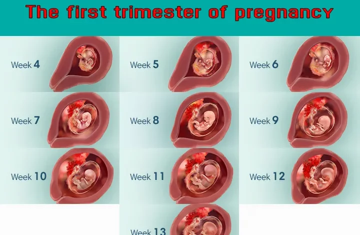 the first trimester of pregnancy