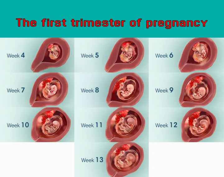 the first trimester of pregnancy