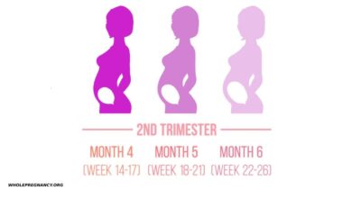 the second trimester of pregnancy