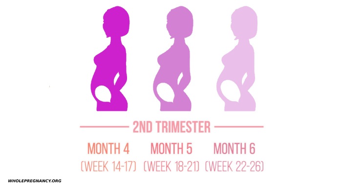 the second trimester of pregnancy